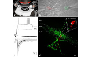 Patch-clamp electrophysiology