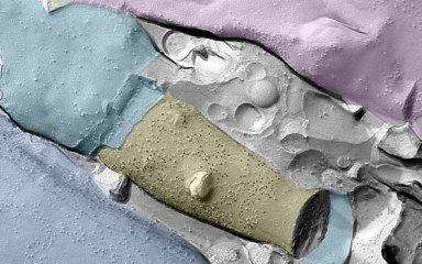 SDS-digested freeze fracture replica labeling (SDS-FRL)