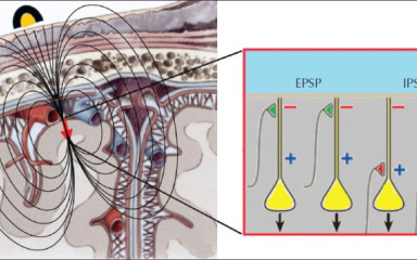 Mit is hallunk pontosan az elektródáinkkal? Az EEG jelek kialakulásának ördögi részletei