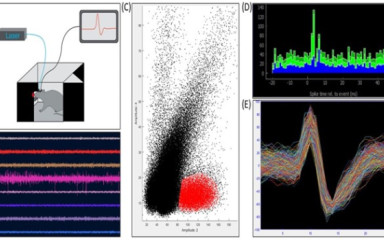 Optogenetic tagging