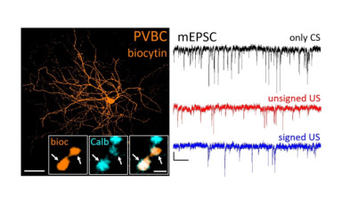 Megjelent Fekete Zsuzsanna első társ-elsőszerzős cikke a Frontiers in Cellular Neuroscience-ben
