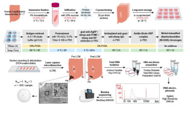 Transcriptome profiling of human hypothalamic neurons