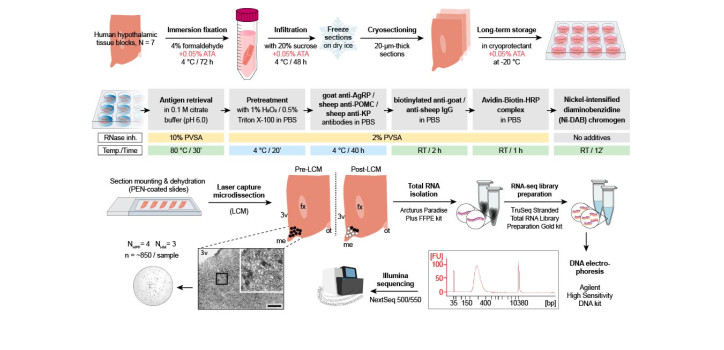 Transcriptome profiling of human hypothalamic neurons diakép