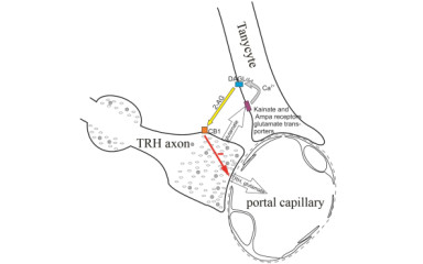 Patch clamp electrophysiology