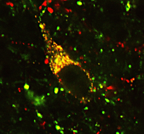 Integratív Neuroendokrinológiai Kutatócsoport