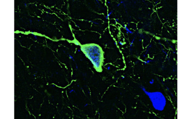 Cholinergic control of GnRH neuron physiology and luteinizing hormone secretion in male mice: involvement of ACh/GABA co-transmission