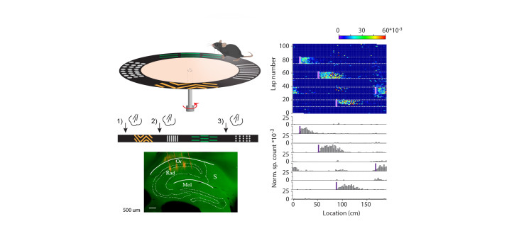 Aversive stimuli coding cells in the hippocampus diakép