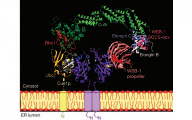 Measurement of type 2 deiodinase (D2) enzyme activity