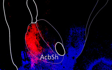 Central regulatory mechanisms of metabolism