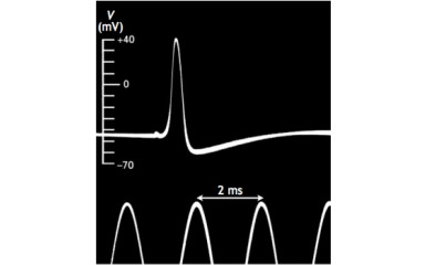 Computational Neuroscience (ELTE, BME)