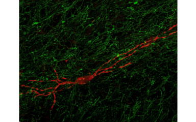 Our newest article published in Nature Neuroscience!
