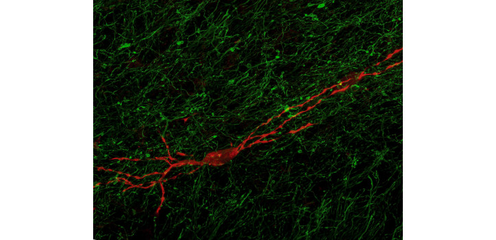 Cikket közültünk a Nature Neuroscience folyóiratban! diakép