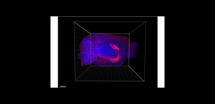 Nomen est omen – ismerjük meg a kisspeptint! diakép