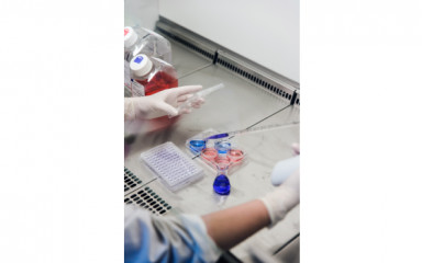 In vitro kísérletek