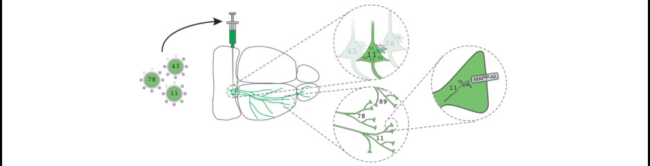 MAPseq és BARseq, molekuláris projekció térképezés: ki-kivel van az agyban?