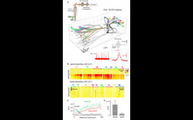 In vitro measurement of spontaneous neuronal network activity