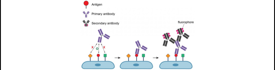 Immunfestés, ráadásul kétszeres. Szamárvér is lesz a dologoban …