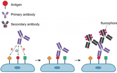 Immunfestés, ráadásul kétszeres. Szamárvér is lesz a dologoban …