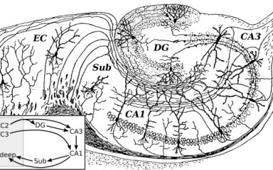 A tengericsikó meséje I: A hippokampusz kapcsolatrendszere és működési módjai