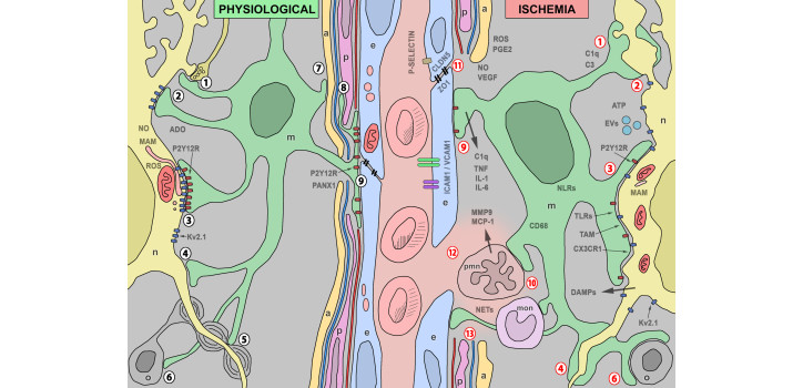 Our review in the Glia journal diakép