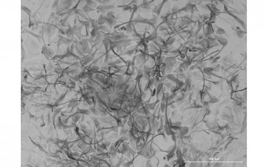 In vitro cell cultures, cloning