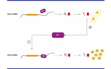 On astrocytes and the discovery of a new cell division mechanism