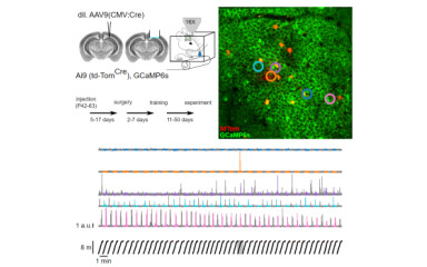 Revealing the cellular and synaptic mechanisms underlying the diverse firing properties of hippocampal pyramidal cells during behavior.