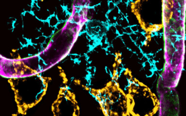 Mechanisms of neuro-immuno interactions and their role in neurological diseases