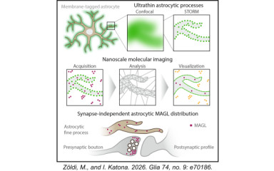 A new paper published in Glia by Miklós Zöldi