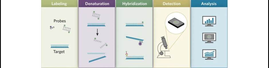 Klasszikus molekuláris-genetikai mérő módszerek