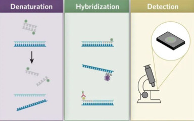 Klasszikus molekuláris-genetikai mérő módszerek
