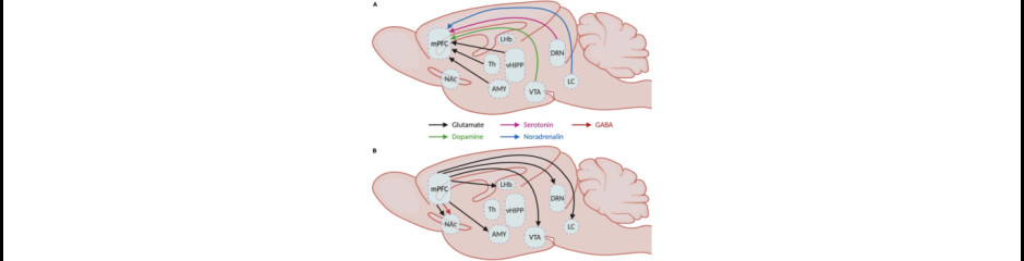 Az agyi területek működési módjainak összehangolása II: a kéreg alatti modulációs központok szerepe