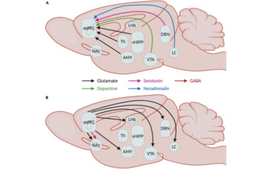 Az agyi területek működési módjainak összehangolása II: a kéreg alatti modulációs központok szerepe