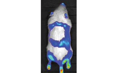In vivo imaging