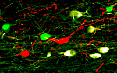 In vivo techniques