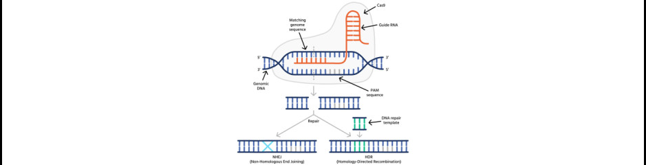A genom irányított javítása CRISPR