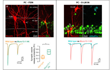 A Key Protein Tunes the Strength of Communication Between Nerve Cells
