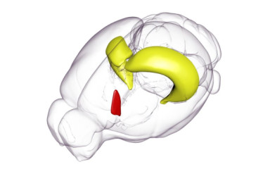 Neurons sync their beats like clocks on the wall