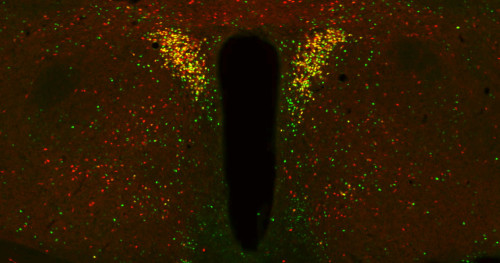 Molecular Neuroendocrinology Research Group