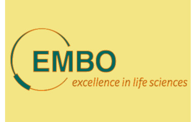 Three questions to Ádám Dénes, the third EMBO member of our institute