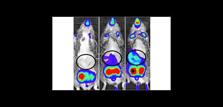 Tissue specific regulation of thyroid hormone action diakép
