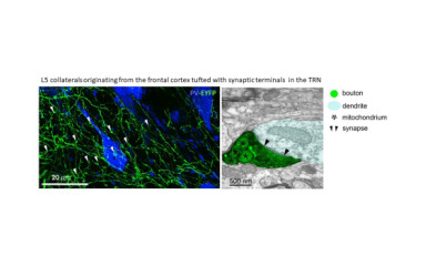 Dogma-challengers. Another discovery in the thalamus