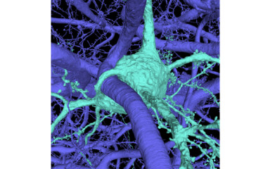 A seminar held by the researchers of the Allen Institute for Brain Science