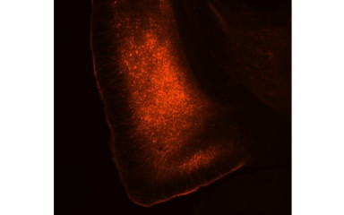 Cortical control of subcortical modulation