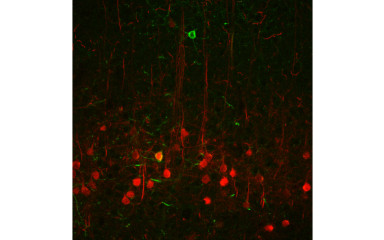 Local connectivity of excitatory projection neurons in the basolateral amygdala