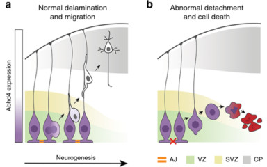 Non-canonical forms of cannabinoid signaling