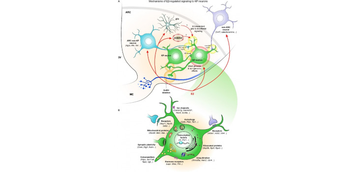 Oestrogen-dependent regulation of neurons and a neurotransmitter named after a chocolate diakép