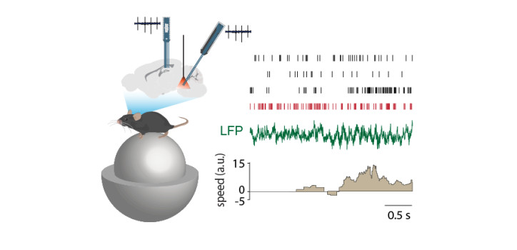 Theta and ripple - coupled firing of median raphe gabaergic cells diakép