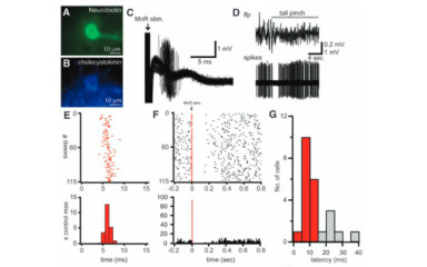 Altering the hippocampal code by rapid modulation of inhibition