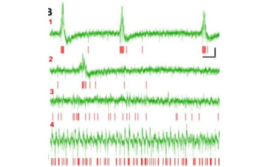 A tengericsikó meséje II: A gamma és az éleshullám aktivitás keletkezése
